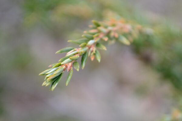 Tsuga canadensis ′Gentsch White′ - Buds