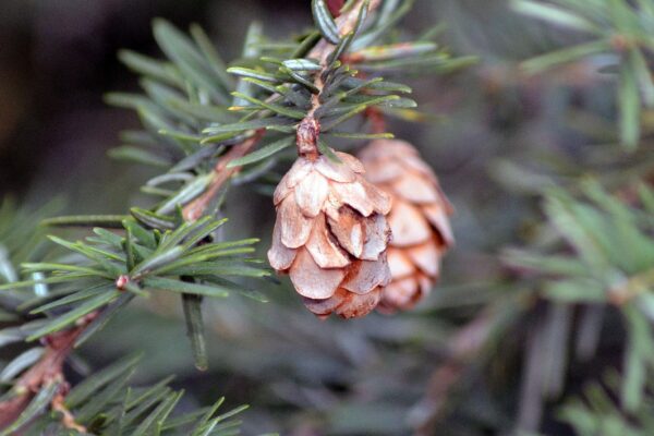 Tsuga canadensis ′Jeddeloh′ - Cones