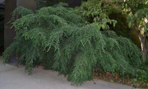Tsuga canadensis ′Jeddeloh′ - Overall Tree