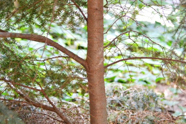 Tsuga canadensis ′Jeddeloh′ - Branch Bark