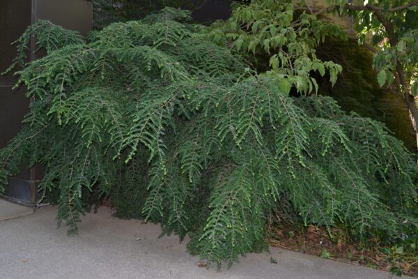 Tsuga canadensis ′Jeddeloh′ - Overall Tree