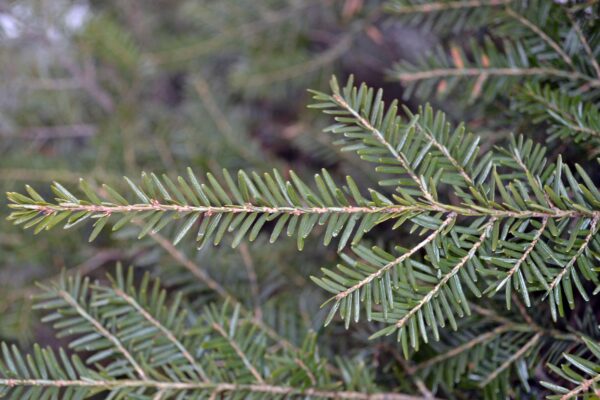 Tsuga caroliniana - Needles