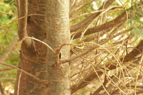 Tsuga caroliniana - Bark