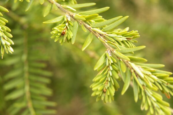 Tsuga caroliniana - Foliage and Buds