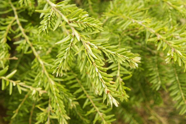 Tsuga caroliniana - Foliage