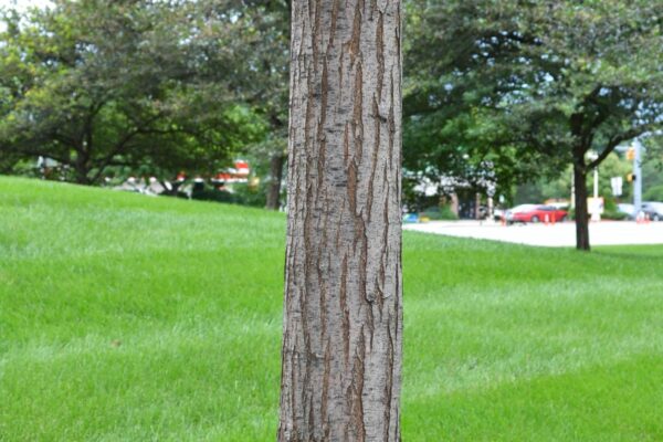 Ulmus americana ′Valley Forge′ - Bark