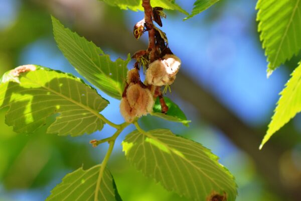 Ulmus americana ′Valley Forge′ - Fruit