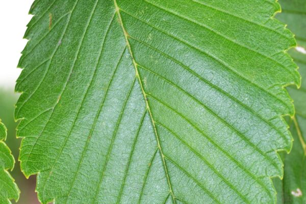 Ulmus americana ′Valley Forge′ - Leaf