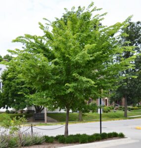 Ulmus americana ′Valley Forge′ - Overall Habit