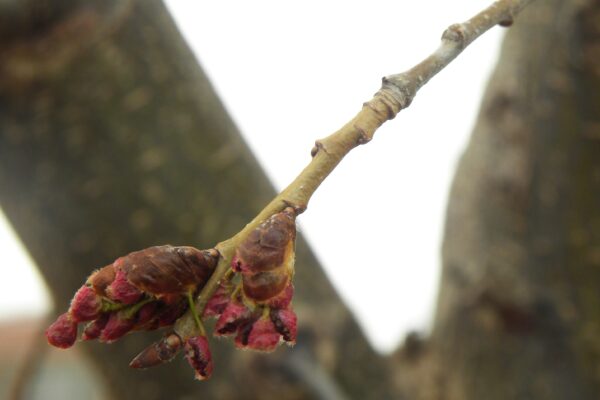 Ulmus americana ′Valley Forge′ - Buds and Emerging Flowers