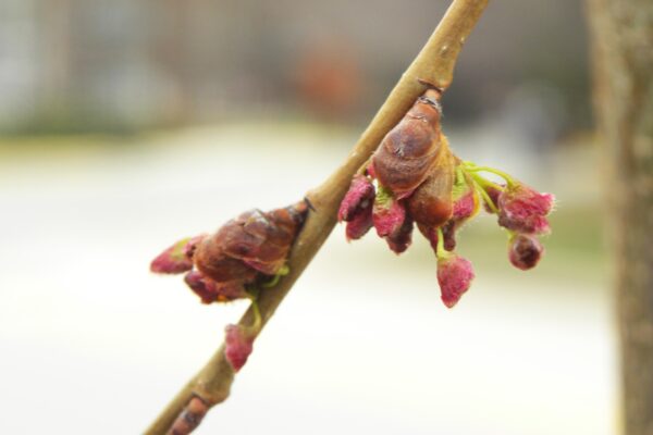 Ulmus americana ′Valley Forge′ - Buds and Emerging Flowers