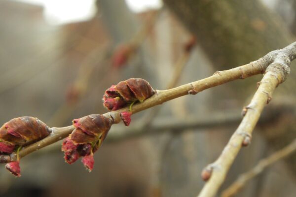Ulmus americana ′Valley Forge′ - Buds and Emerging Flowers