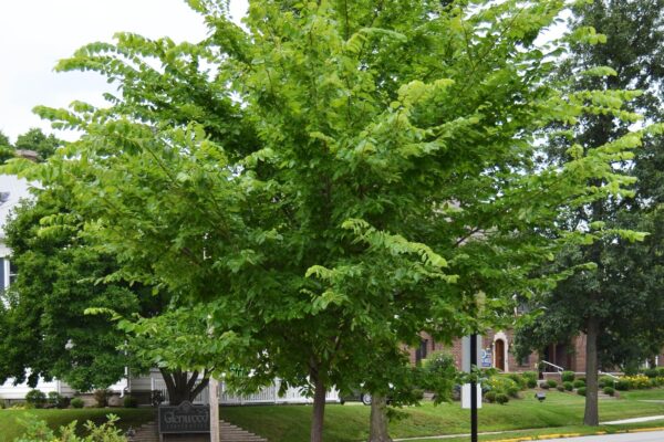 Ulmus americana ′Valley Forge′ - Overall Habit