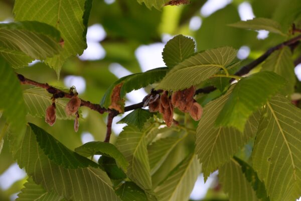 Ulmus americana ′Valley Forge′ - Fruit