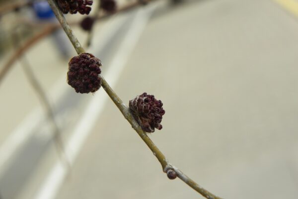Ulmus × ′Homestead′ - Flower Bud