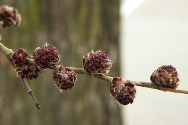 Ulmus × ′Homestead′ - Buds and Flowers