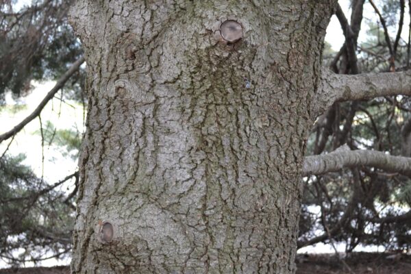 Abies concolor - Bark