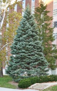 Abies concolor - Overall Tree