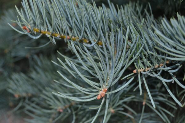 Abies concolor - Needles