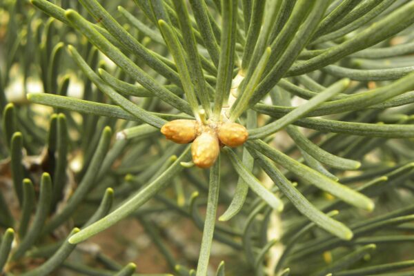 Abies concolor - Buds