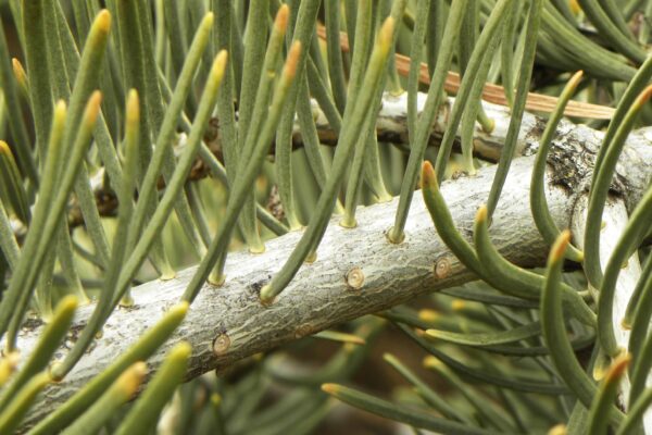 Abies concolor - Needles