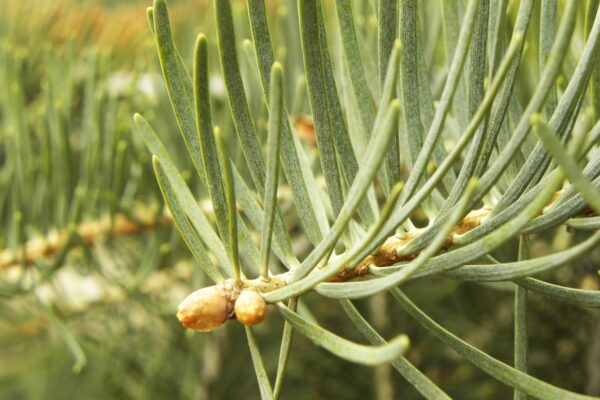 Abies concolor - Needles and Buds