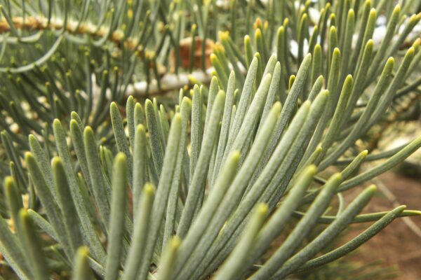 Abies concolor - Needles