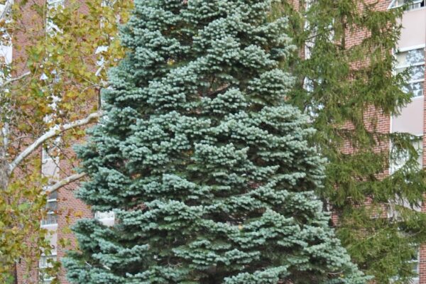 Abies concolor - Overall Tree