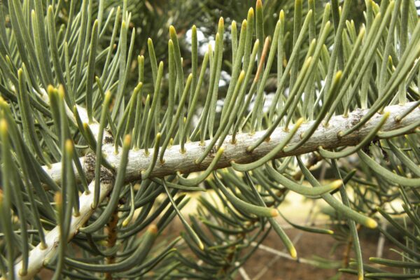 Abies concolor - Branch