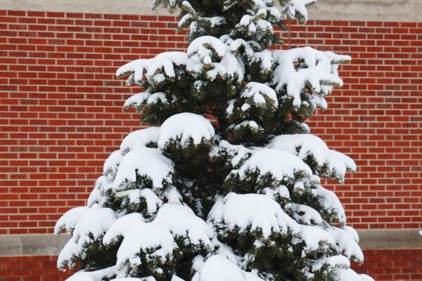 Abies concolor - Winter Habit