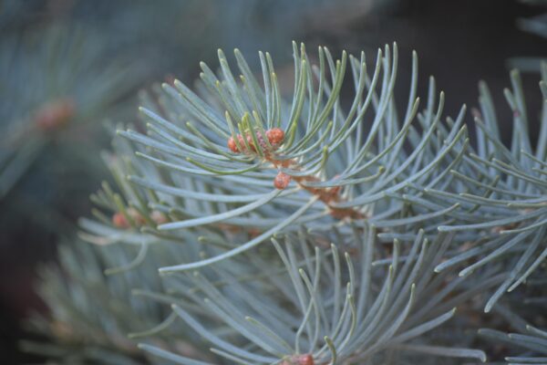 Abies concolor - Needles