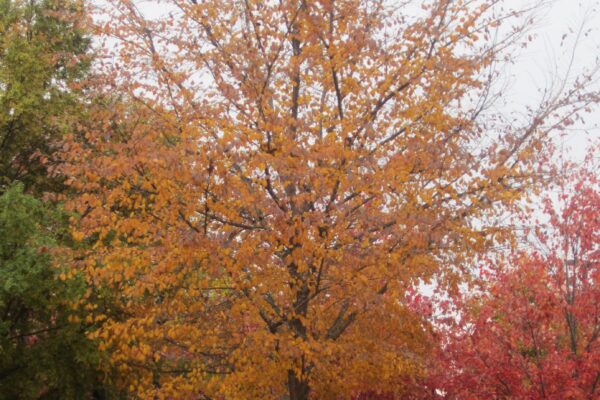 Ulmus minor - Fall Habit