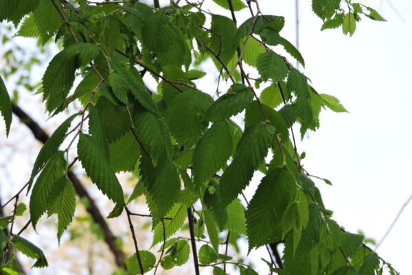 Ulmus minor - Foliage