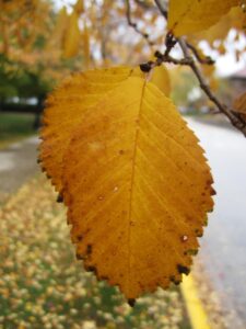 Ulmus minor - Fall Foliage