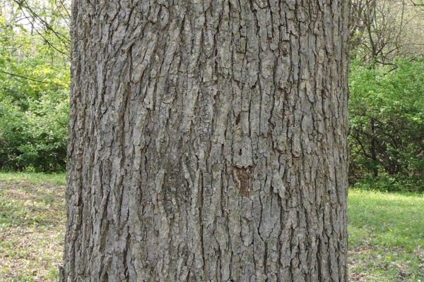 Ulmus minor - Bark