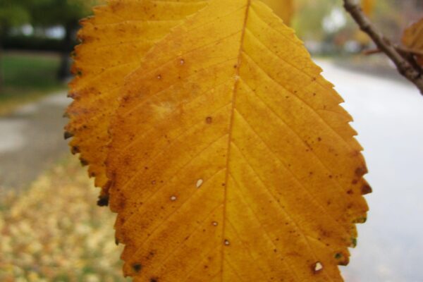 Ulmus minor - Fall Foliage