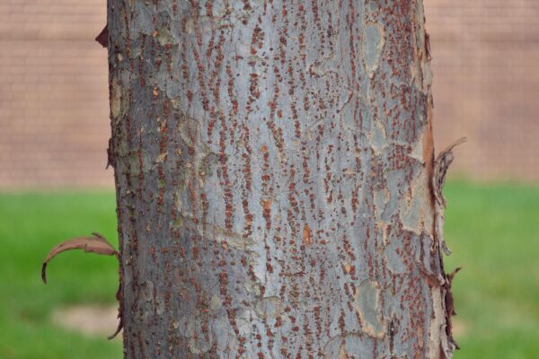 Ulmus parvifolia - Bark