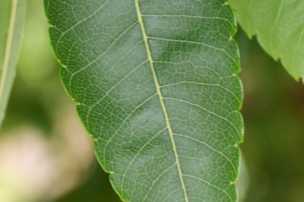 Ulmus parvifolia - Leaf