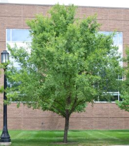 Ulmus parvifolia - Overall Tree in Summer