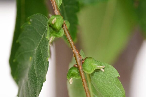 Ulmus parvifolia - Immature Fruit