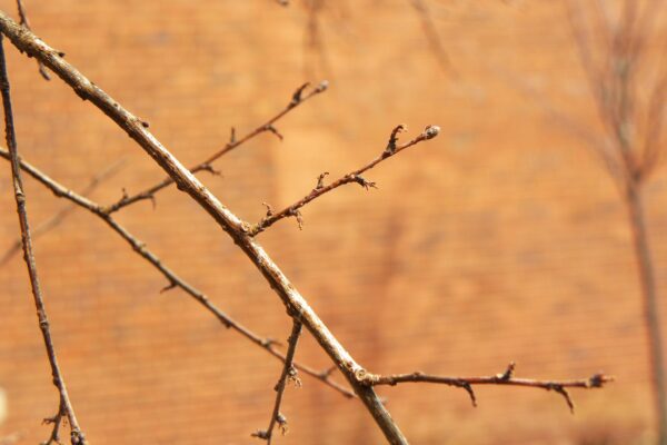 Ulmus parvifolia - Buds