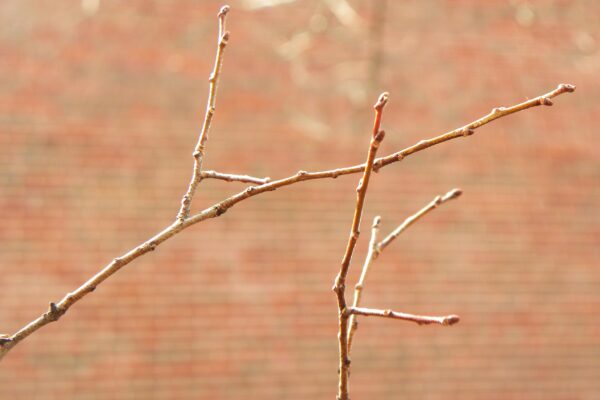 Ulmus parvifolia - Buds