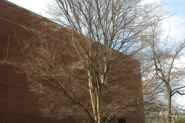 Ulmus parvifolia - Winter Habit