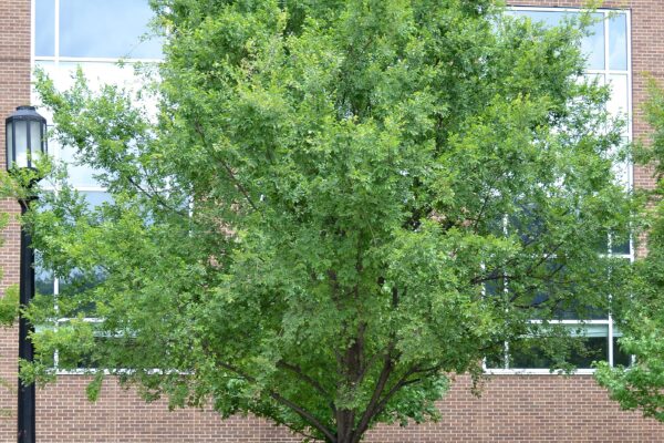 Ulmus parvifolia - Overall Tree in Summer