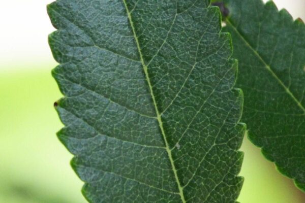 Ulmus parvifolia ′Emer II′ [sold as Allee®] - Leaf