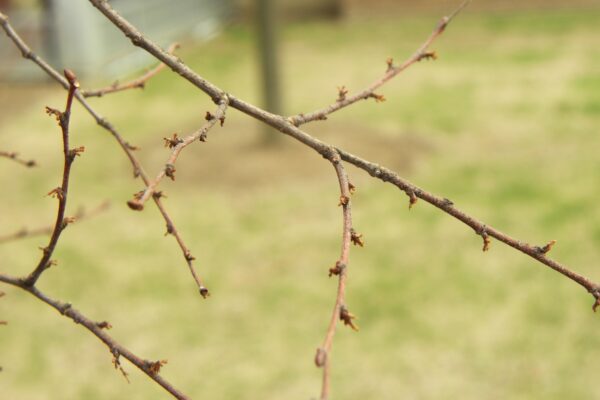 Ulmus parvifolia ′Emer II′ [sold as Allee®] - Buds