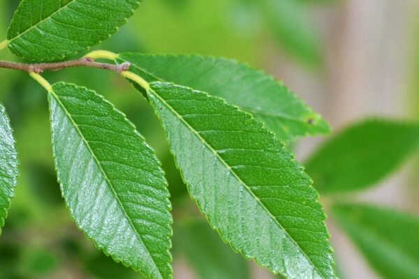 Ulmus parvifolia ′UPMTF′ [sold as Bosque®] - Foliage