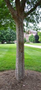 Ulmus parvifolia ′UPMTF′ [sold as Bosque®] - Bark