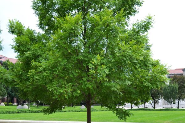 Ulmus parvifolia ′UPMTF′ [sold as Bosque®] - Overall Habit