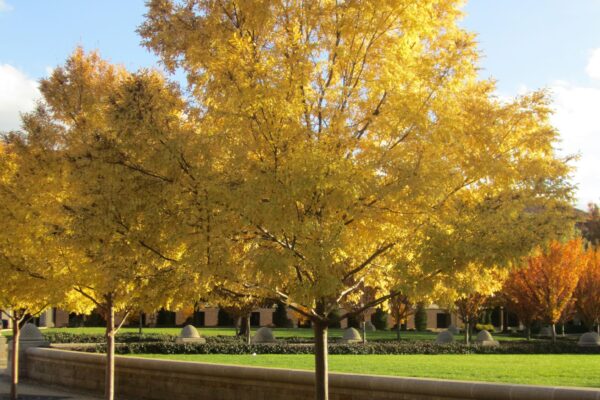 Ulmus parvifolia ′UPMTF′ [sold as Bosque®] - Fall Habit